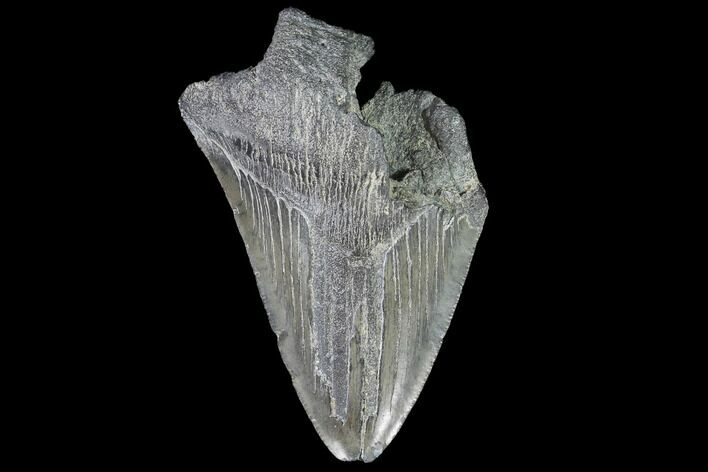 Partial, Fossil Megalodon Tooth #88859